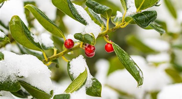 Ilex im Schnee