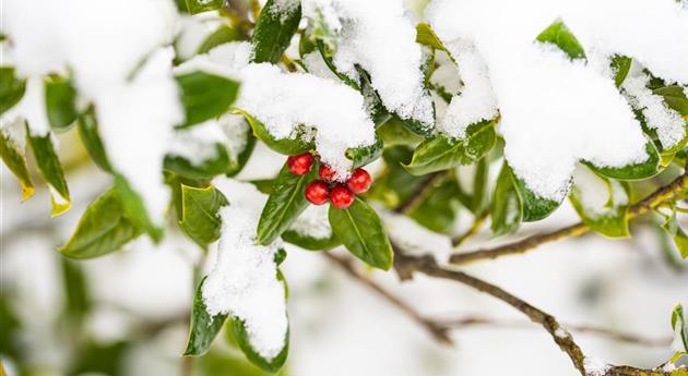 Ilex im Schnee