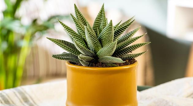 Haworthia 'Spider White'