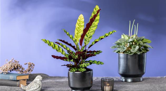 Calathea lancifolia