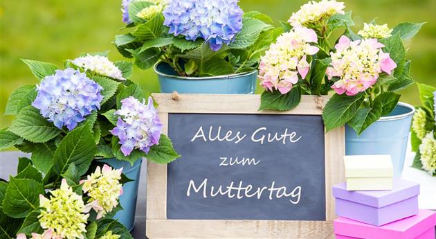 Muttertag - Hortensien im Ambiente