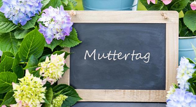 Muttertag - Hortensien im Ambiente