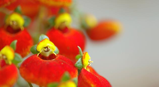 Pantoffelblume - Einpflanzen im Garten