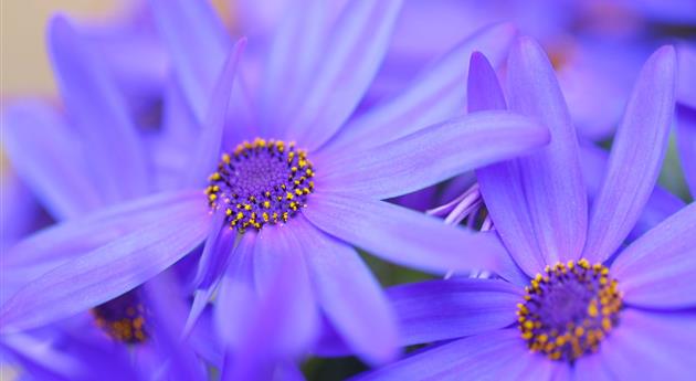 Gartenzinerarie - Einpflanzen im Garten