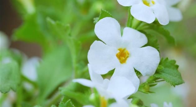 Fettblatt - Einpflanzen im Garten