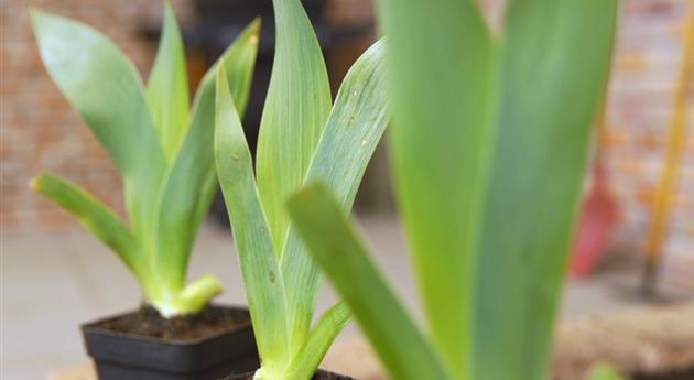 Schwertlilie - Einpflanzen im Garten