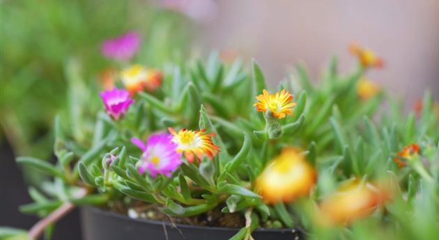 Mittagsblume - Einpflanzen im Garten