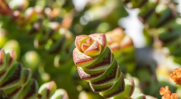 Crassula rupestris ssp. marnierana