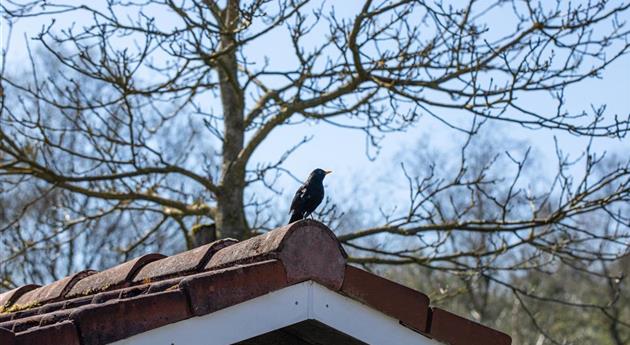 10 Tipps für einen tierfreundlichen Garten