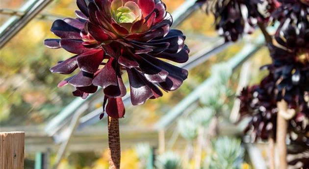 Aeonium arboreum 'Zwartkop'