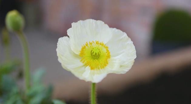 Mohn - Einpflanzen im Garten