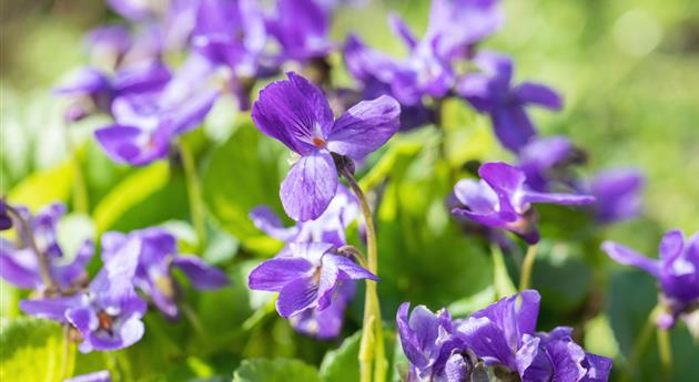 Duftveilchen - Einpflanzen im Garten