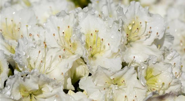 Rhododendron obtusum 'Maischnee'®