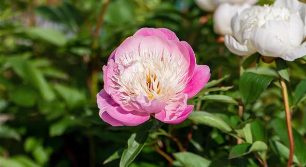 Pfingstrosen pflanzen und einmalige Blüten erleben