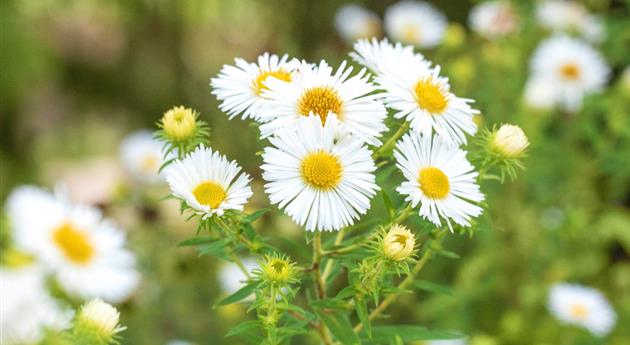 Rauhblatt Aster- Einpflanzen im Garten