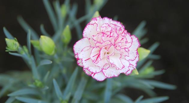 Landnelke - Einpflanzen im Garten