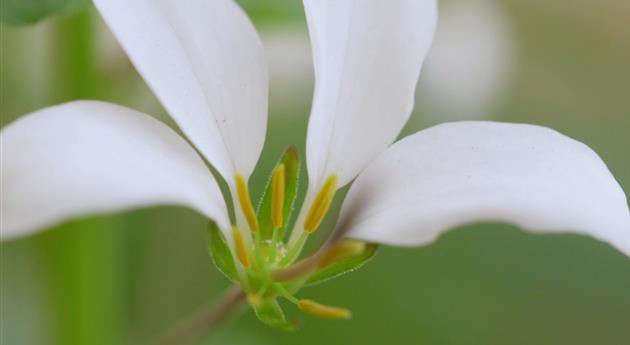 Spinnenblume - Einpflanzen im Garten