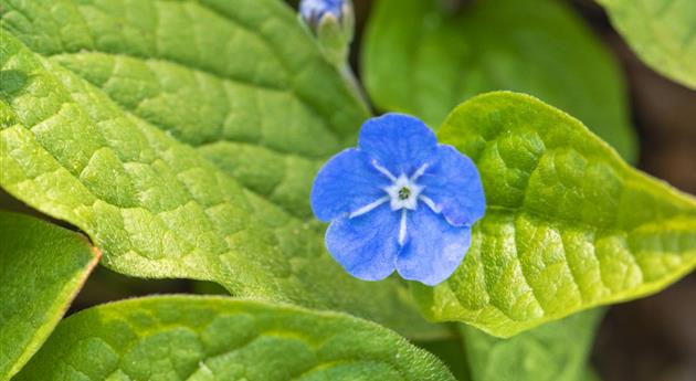 Gedenkemein - Einpflanzen im Garten