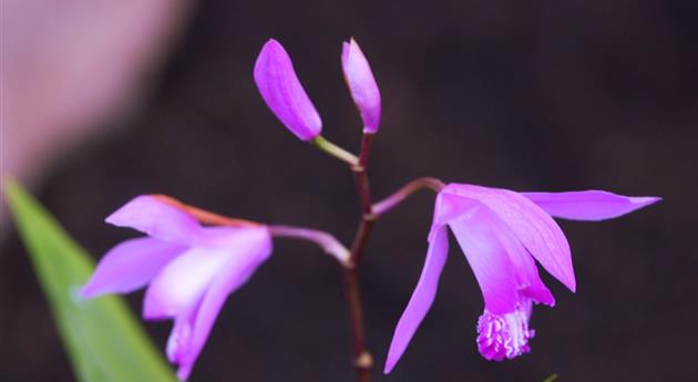 China-Orchidee - Einpflanzen im Garten