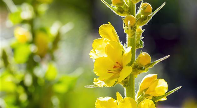 Königskerze - Einpflanzen im Garten