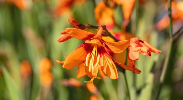 Montbretie - Einpflanzen im Garten