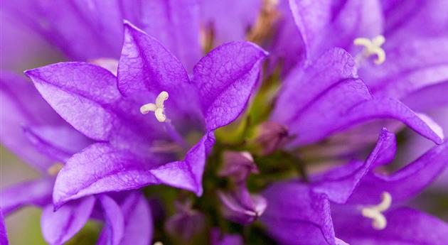 Knäuel Glockenblume - Einpflanzen im Garten