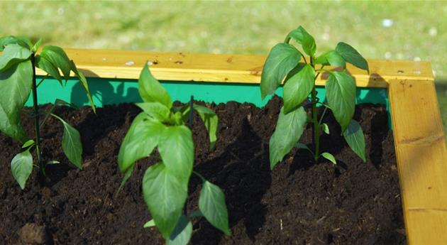 Jalapeno-Paprika - Einpflanzen ins Hochbeet