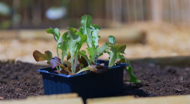 Salat - Einpflanzen im Gemüsebeet