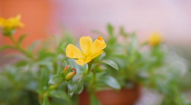 Portulakröschen - Einpflanzen im Garten