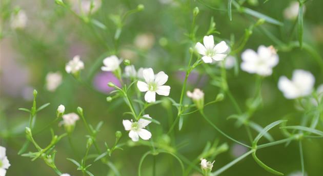 Mauer-Gipskraut - Einpflanzen im Garten