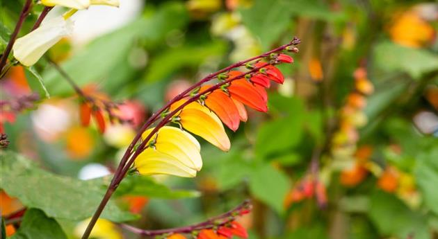 Ipomoea lobata