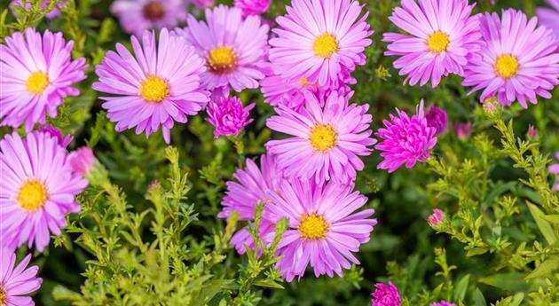 Aster dumosus 'Herbstgruß vom Bresserhof'