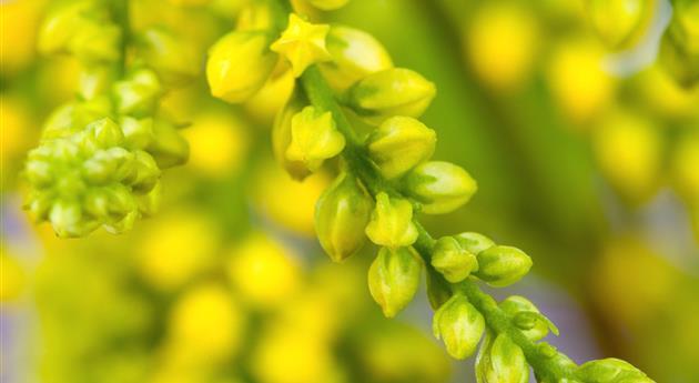 Goldtröpfchen - Einpflanzen im Garten