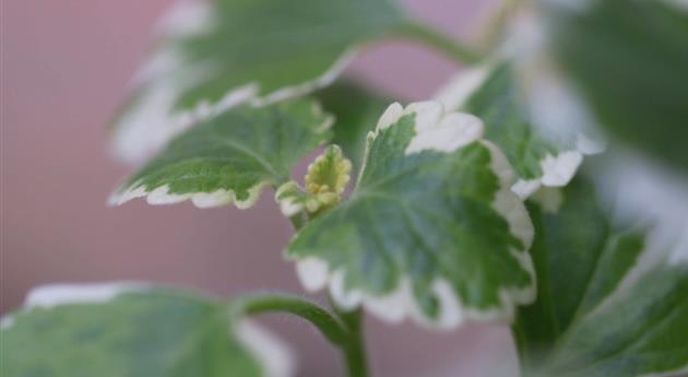 Haferstrauch - Einpflanzen im Garten