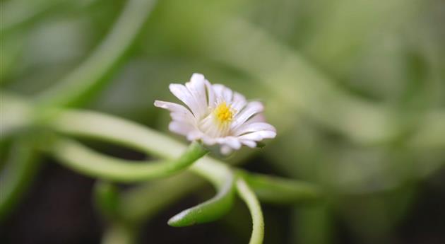 Kriechende Mittgsblume - Einpflanzen im Garten