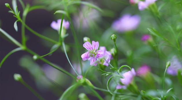 Sommer Schleierkraut - Einpflanzen im Garten