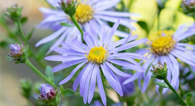 Aster x frikartii 'Wunder von Stäfa'