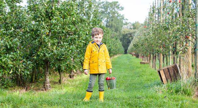 Apfelernte- Kind hält Eimer mit Äpfel