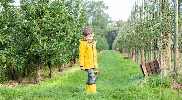 Apfelernte- Kind hält Eimer mit Äpfel