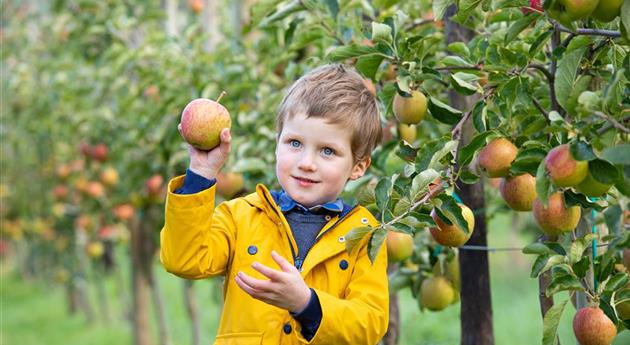 Apfelernte- Kind hält Apfel 