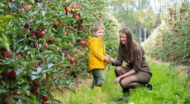 Apfelernte- Frau und Kind halten Apfel 