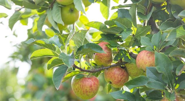 Apfelernte- Äpfel am Baum