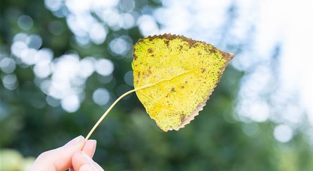 Herbstlich gefärbtes Blatt