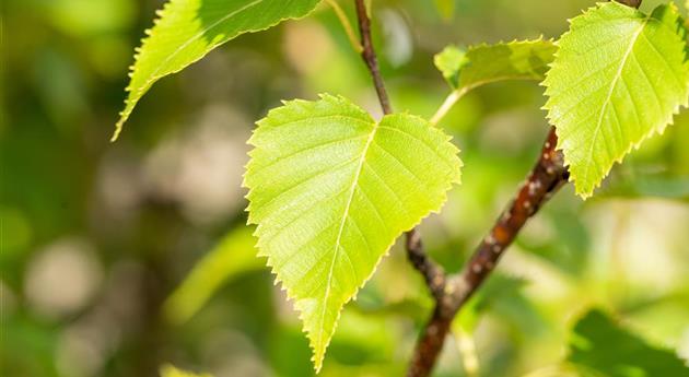 Betula ermanii