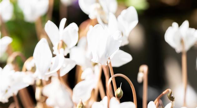 Alpenveilchen pflanzen und bunte Blüten bewundern