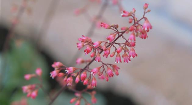 Echtes Purpurglöckchen (Heuchera)- Einpflanzen im Garten