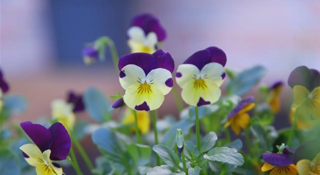 Wildes Stiefmütterchen - Einpflanzen im Garten 