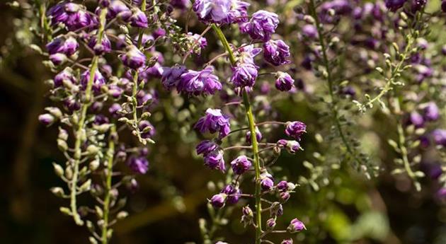 Wisteria floribunda 'Violacea Plena'