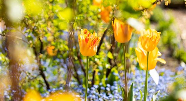 Gartenarbeit im Frühjahr für ein strahlendes Gartenjahr