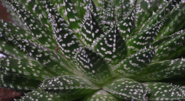 Haworthia - Umtopfen